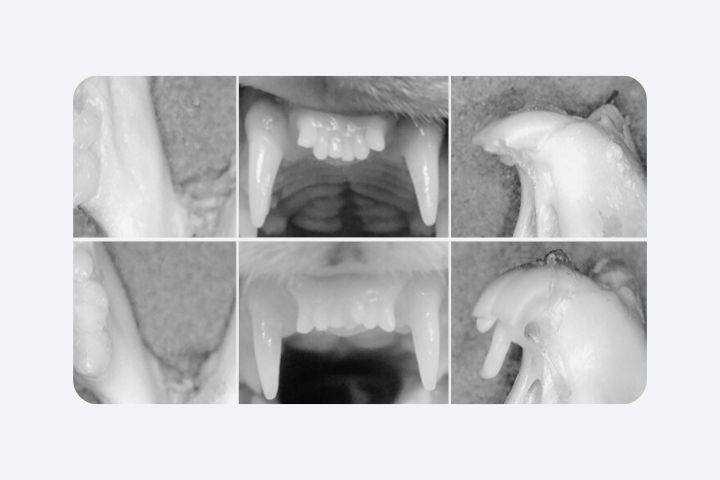 Вирощування зубів: науковий прорив чи гарна казка?