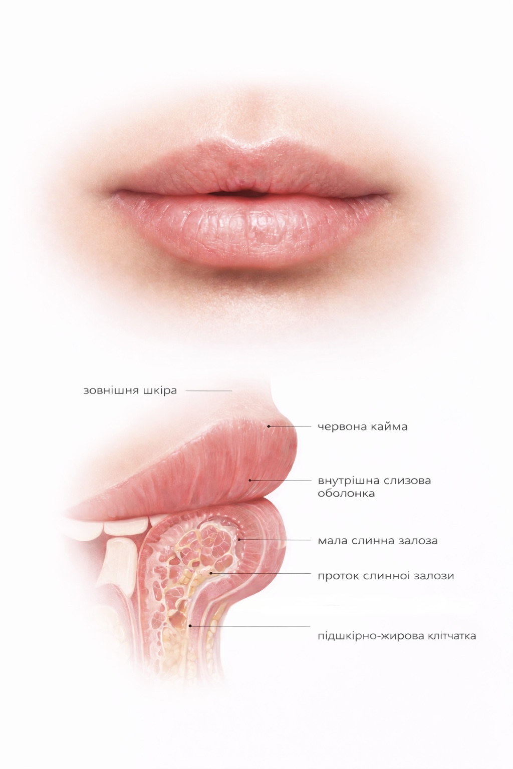 Горбик (шишка, гулька) на губі, причини, що робити